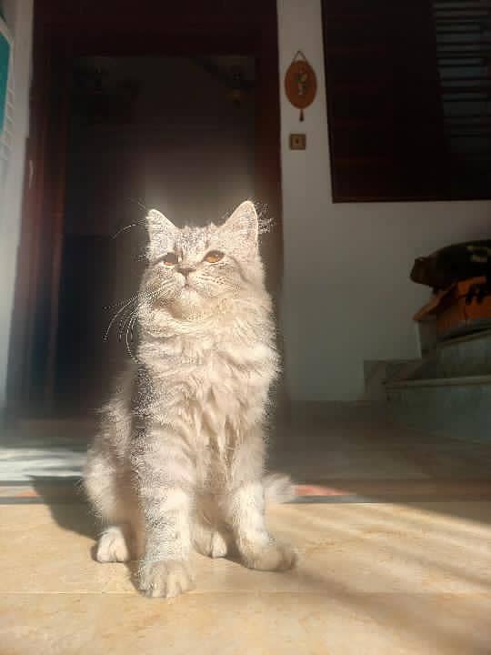 Persion cat 0