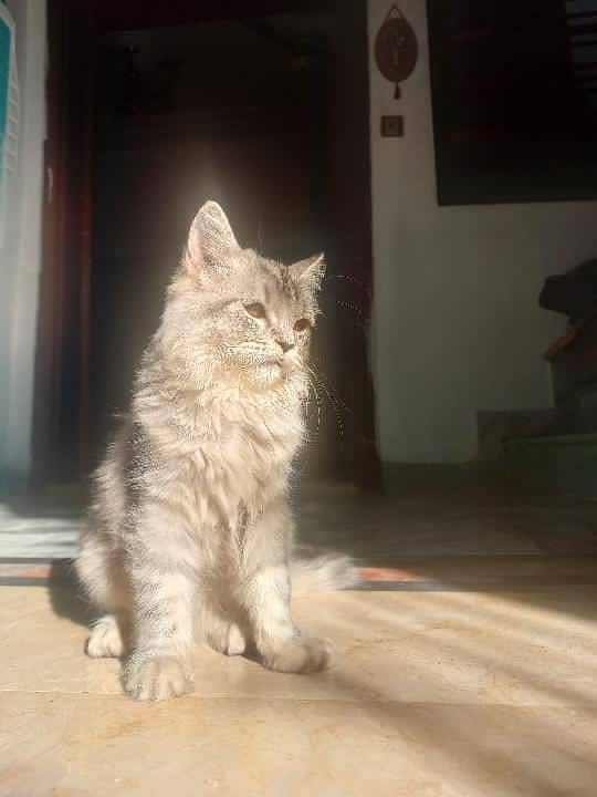 Persion cat 1