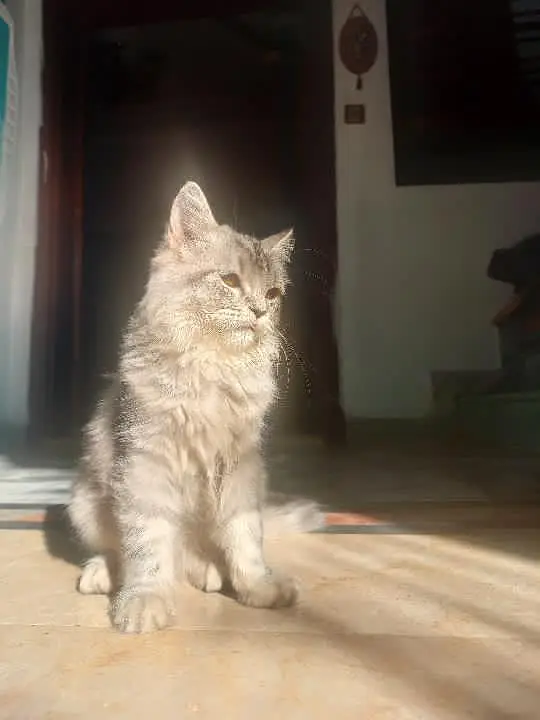 Persion cat — photo 2
