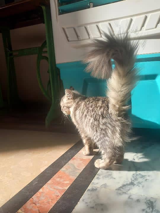 Persion cat 2