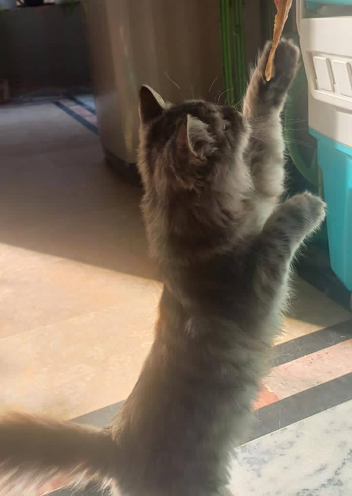 Persion cat 3