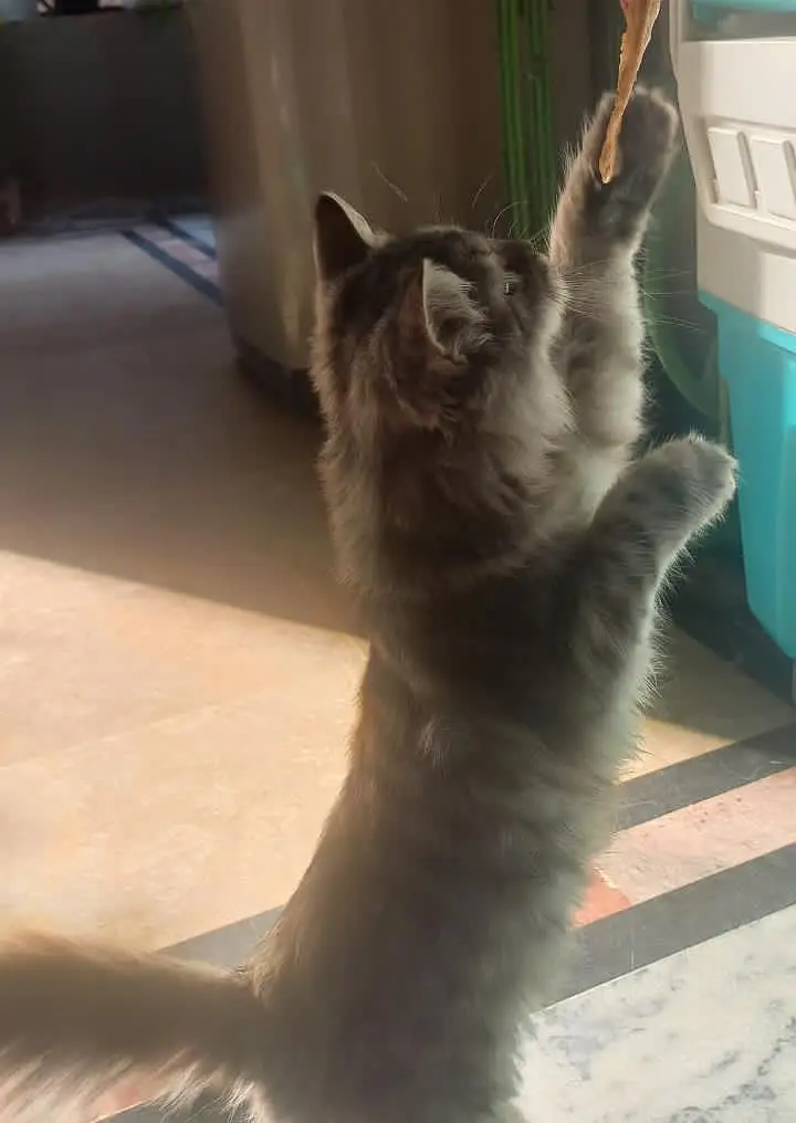 Persion cat — photo 4