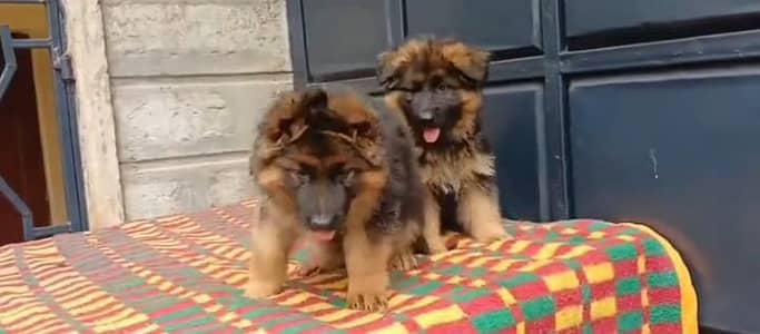 German Shepherd breed for sale mor WhatsApp0349/26/36/275