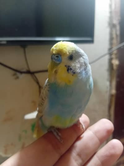 Rainbow Budgie Tame Zero Bite 1 Finger Par Love Bird Na Bite Ki Ha