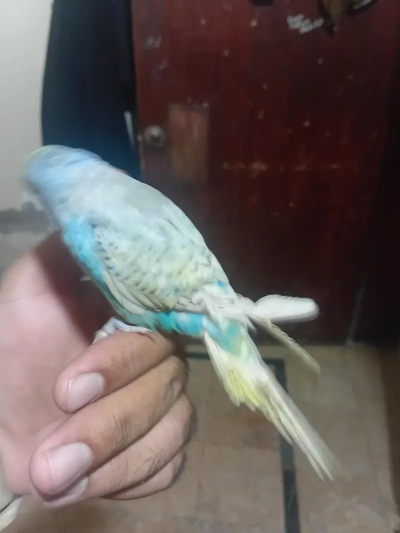 Rainbow Budgie Tame Zero Bite 1 Finger Par Love Bird Na Bite Ki Ha — photo 2