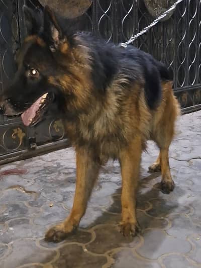 long cort german shepherd male for sale