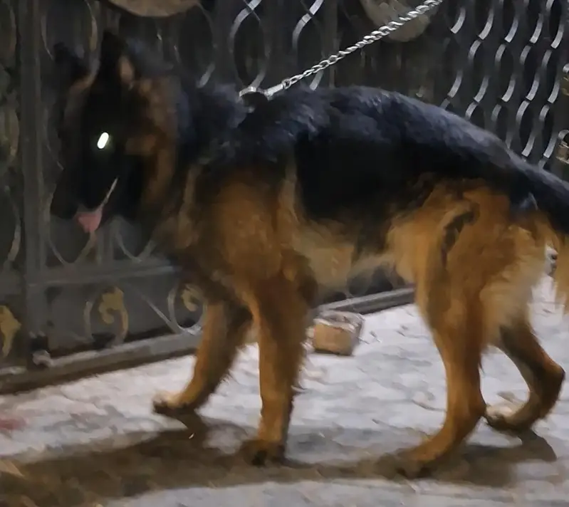 long cort german shepherd male for sale — photo 3
