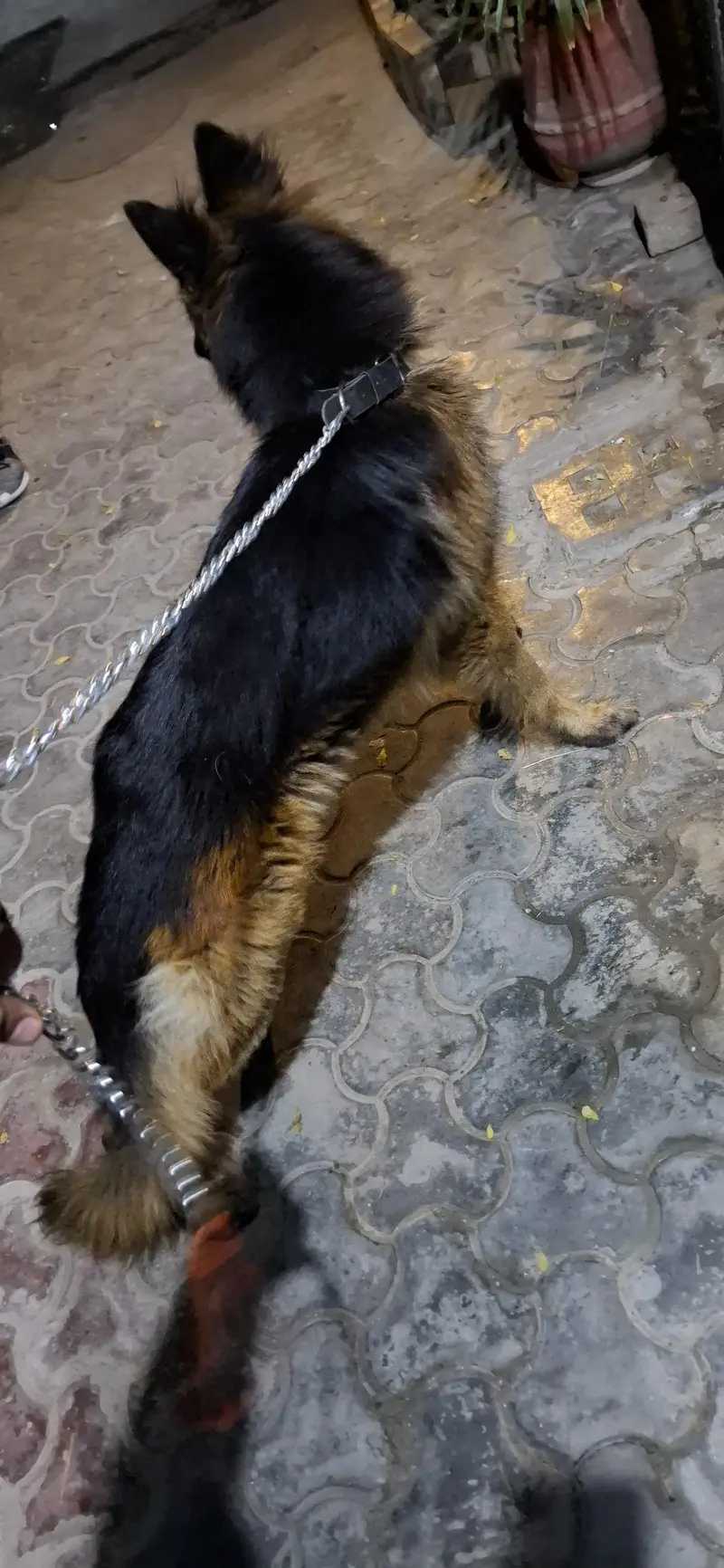 long cort german shepherd male for sale — photo 4