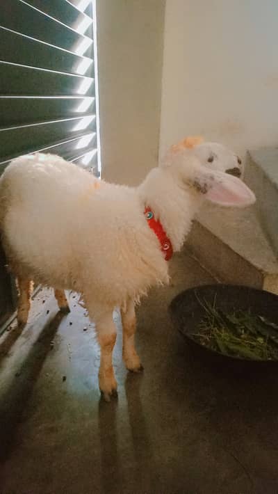Chaki dunmbi