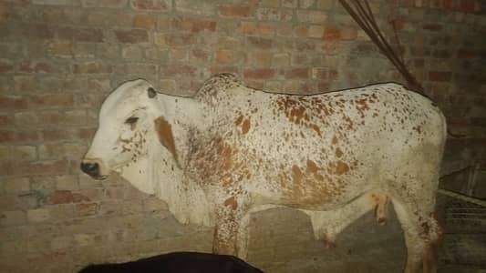 Cholistani Bull For sale |  چولستانی بیل برائے فروخت |