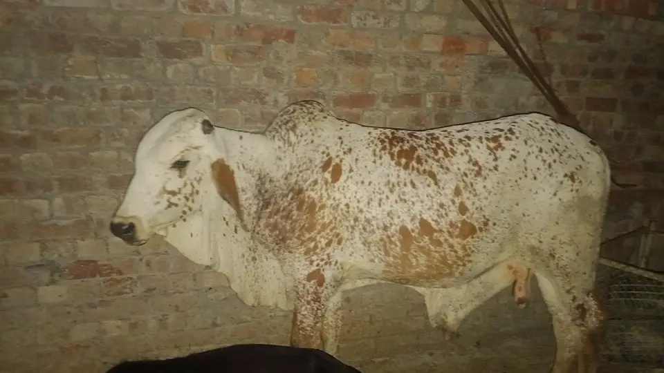 Cholistani Bull For sale |  چولستانی بیل برائے فروخت |