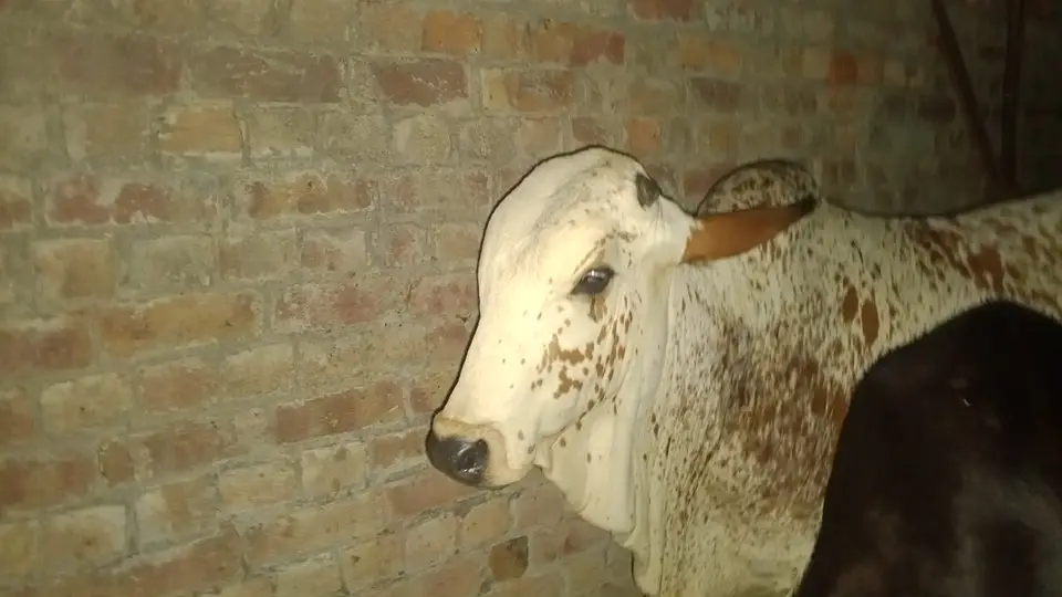 Cholistani Bull For sale |  چولستانی بیل برائے فروخت | — photo 2
