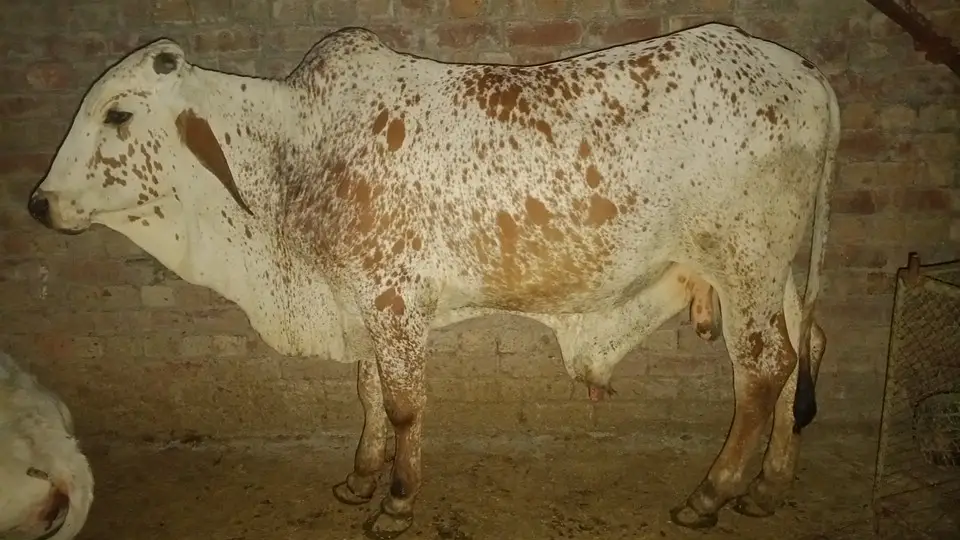 Cholistani Bull For sale |  چولستانی بیل برائے فروخت | — photo 3