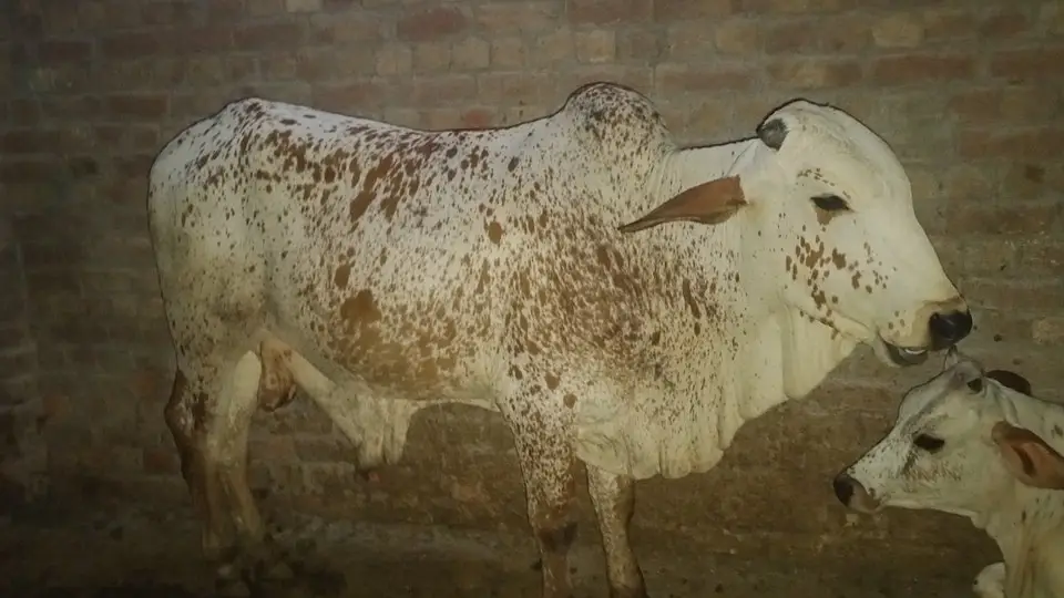 Cholistani Bull For sale |  چولستانی بیل برائے فروخت | — photo 4