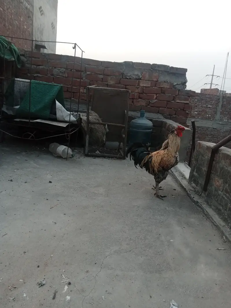Golden misri — photo 2
