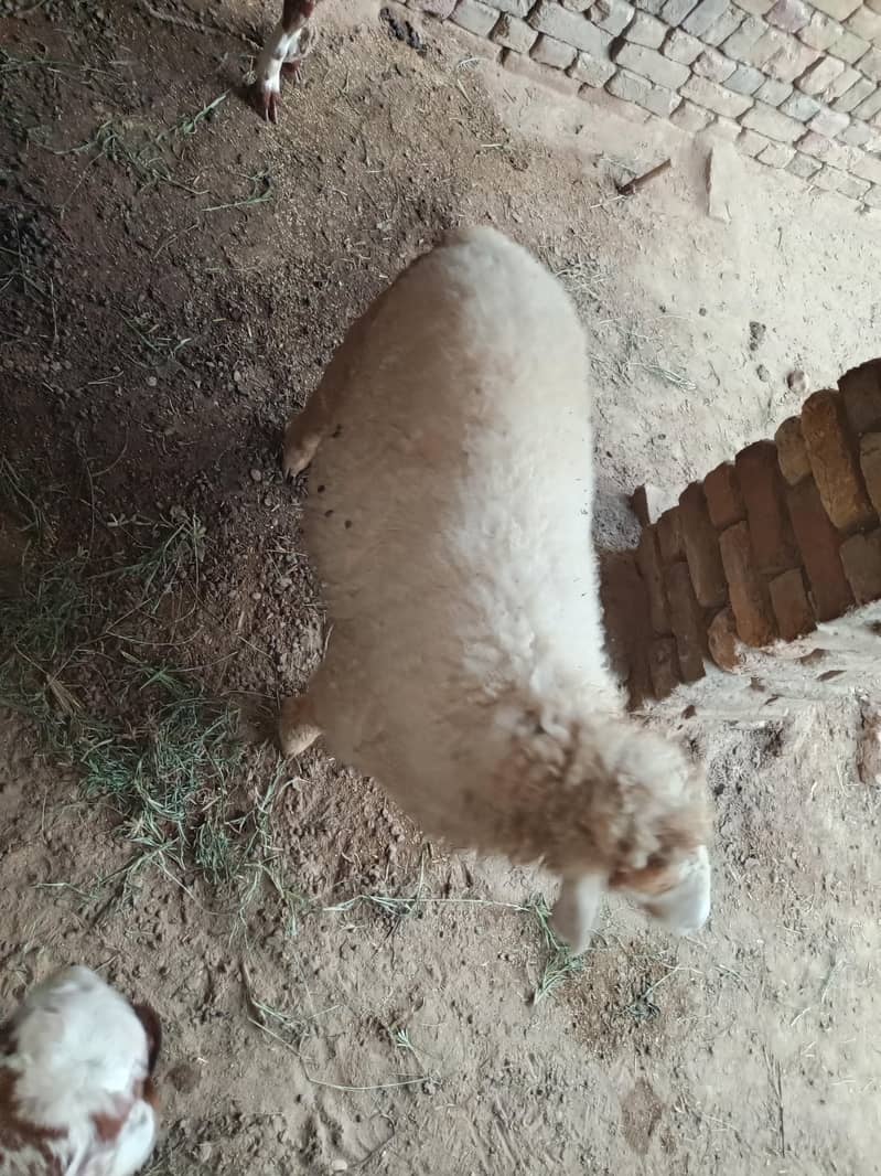 بھیڑ کا لیلہ 1