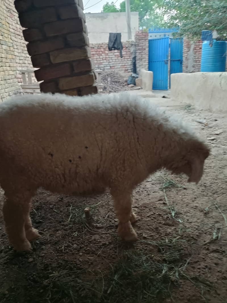 بھیڑ کا لیلہ 2