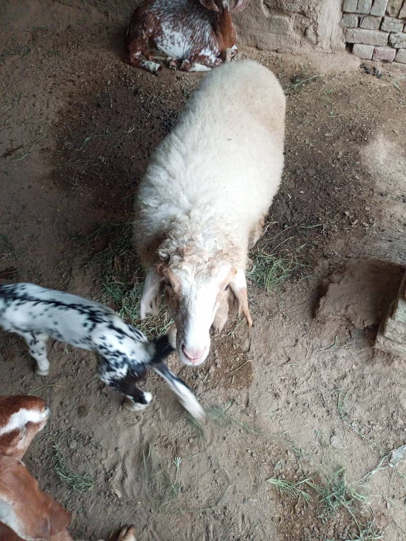 بھیڑ کا لیلہ 3