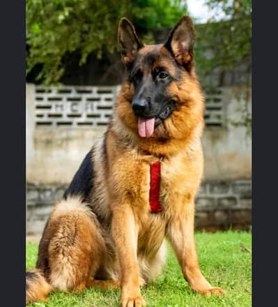 garman Shepherd puppy for sale