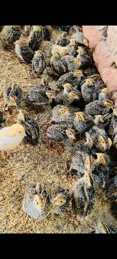 Quail Birds for Sale | Healthy Batair Available