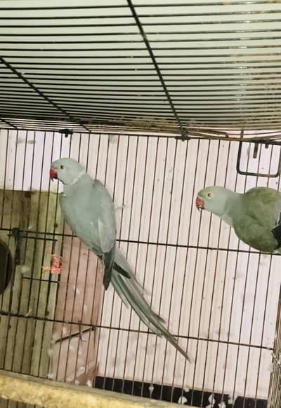Grey pair