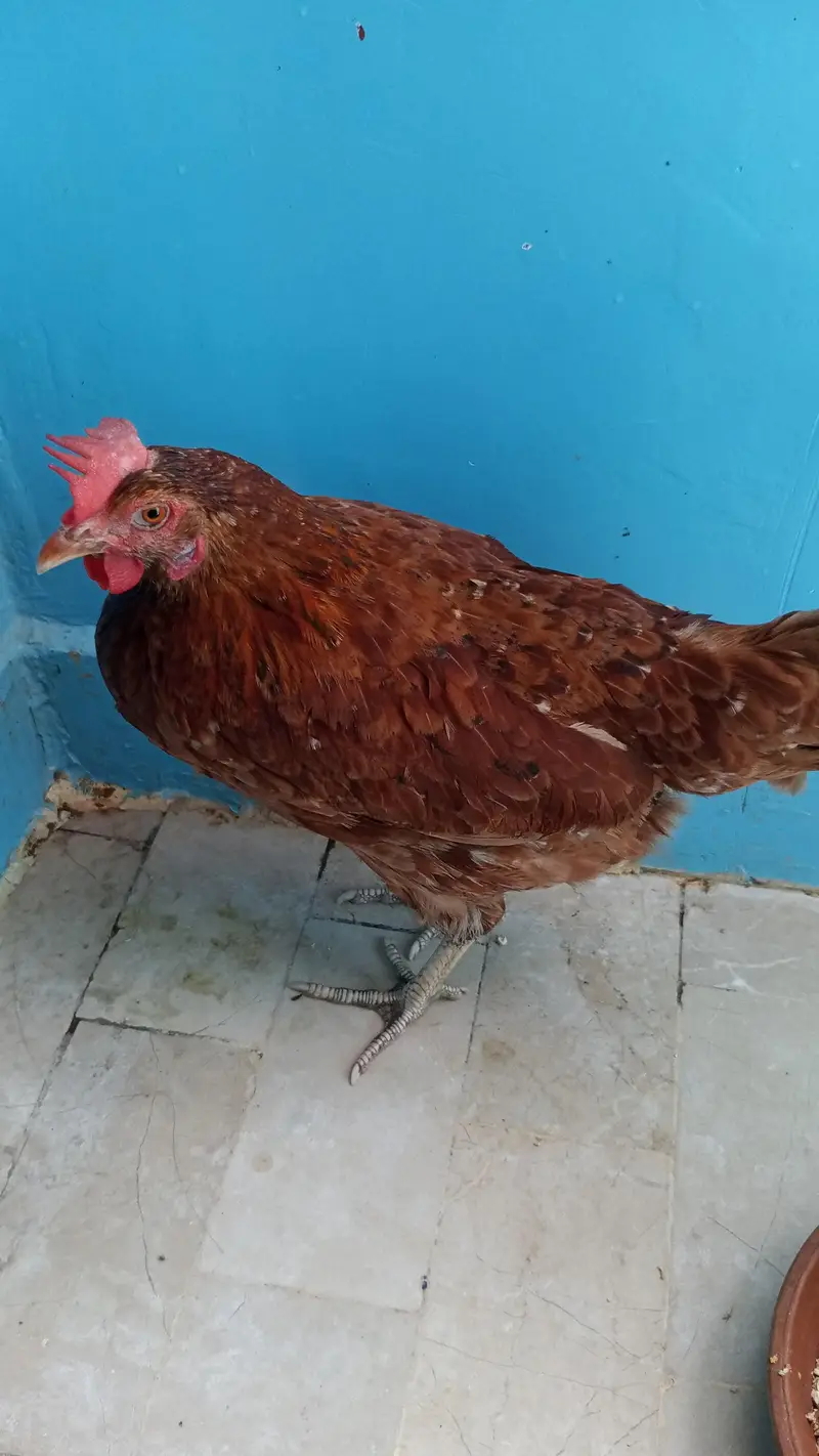 do desi murga Ande wali ek chuja ek new pinjra — photo 2