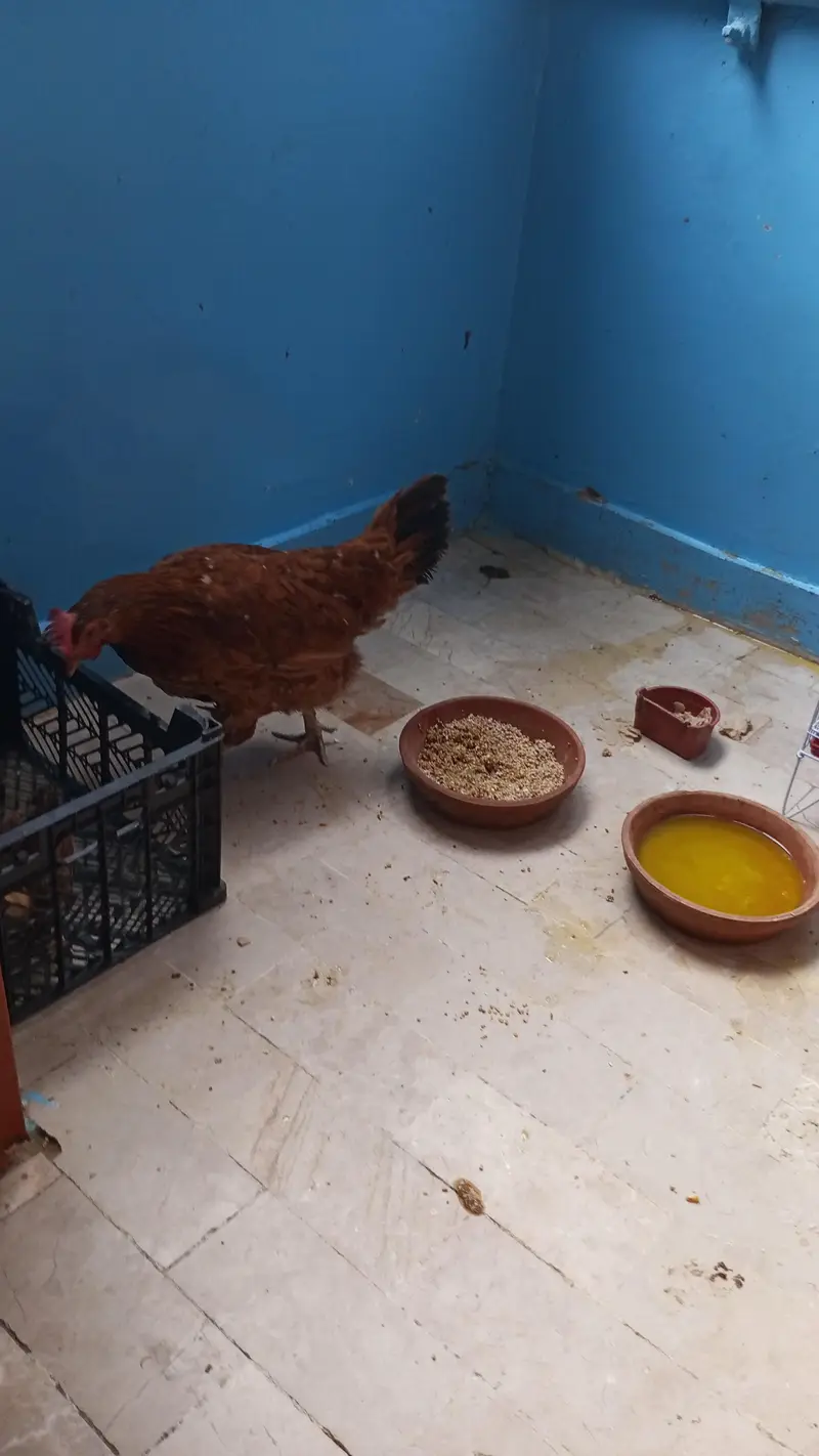 do desi murga Ande wali ek chuja ek new pinjra — photo 3