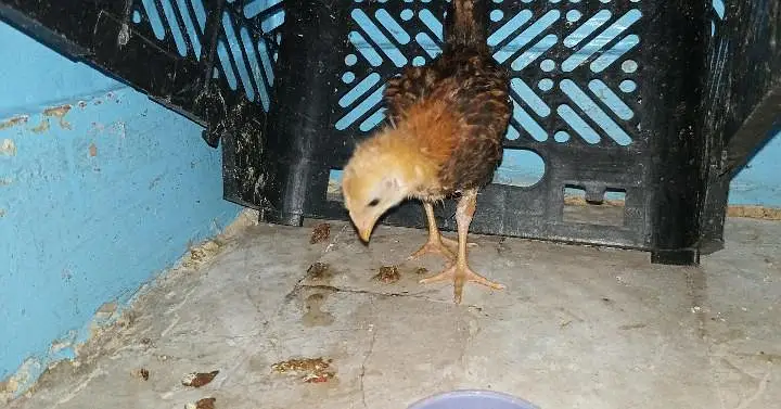 do desi murga Ande wali ek chuja ek new pinjra — photo 4
