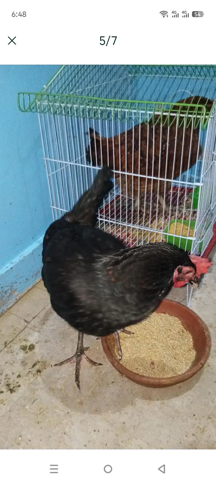 do desi murga Ande wali ek chuja ek new pinjra — photo 6
