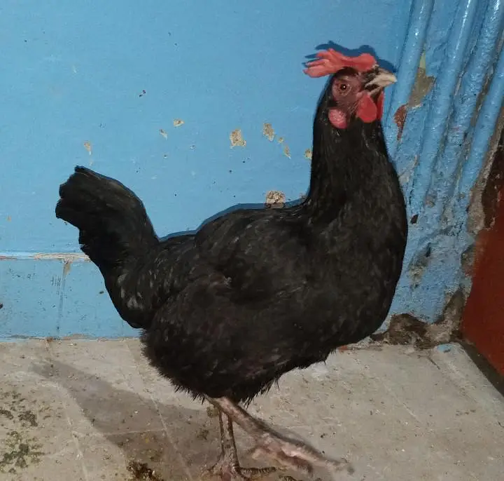 do desi murga Ande wali ek chuja ek new pinjra — photo 7