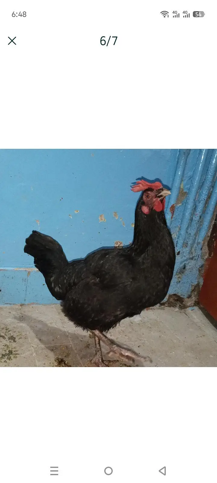 do desi murga Ande wali ek chuja ek new pinjra — photo 8