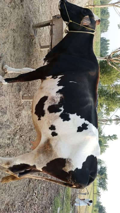 Cow For Sell