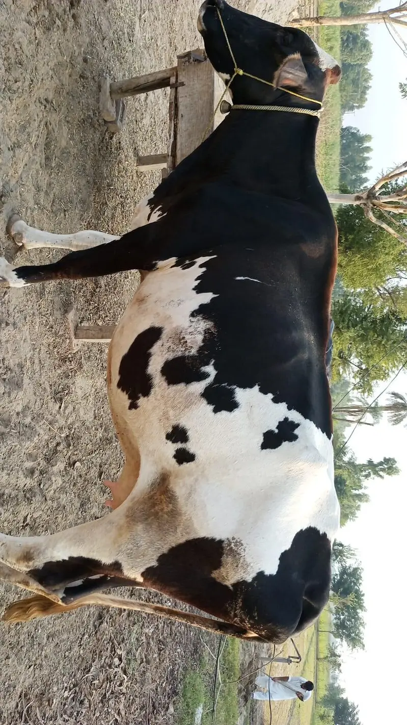 Cow For Sell — photo 2