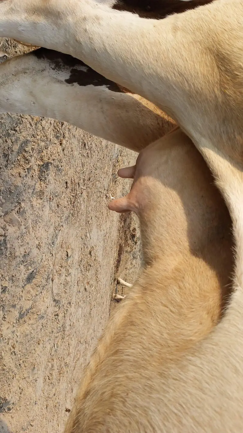 Cow For Sell — photo 4