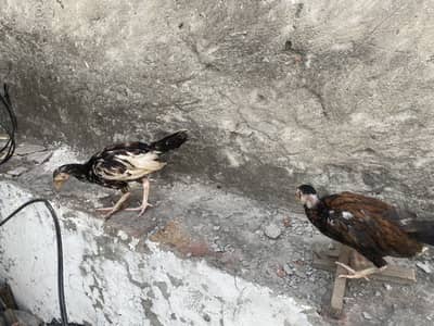 Barmi croos one male two female
