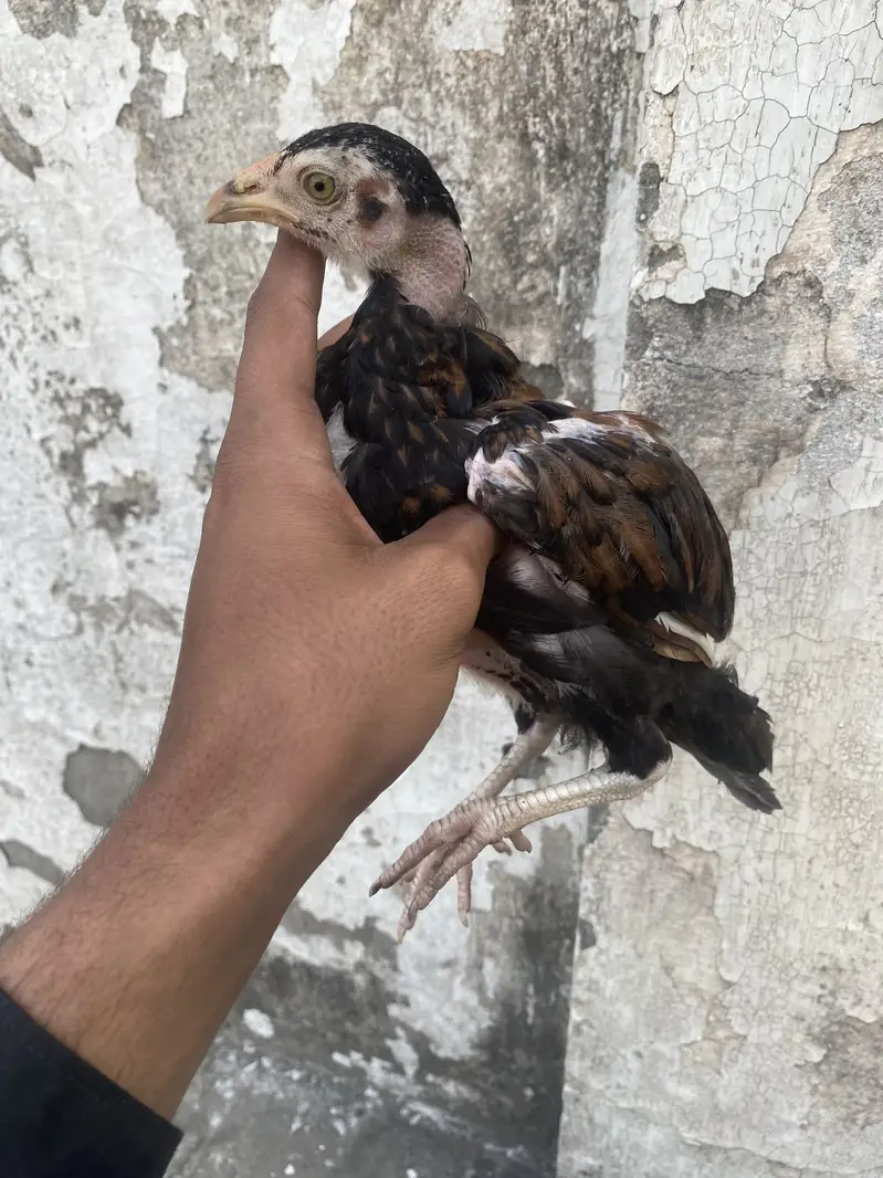 Barmi croos one male two female — photo 3