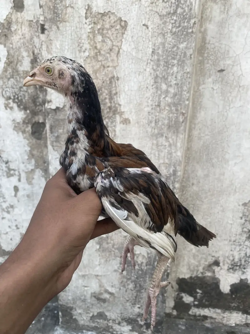 Barmi croos one male two female — photo 5