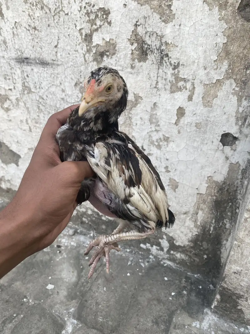 Barmi croos one male two female — photo 6