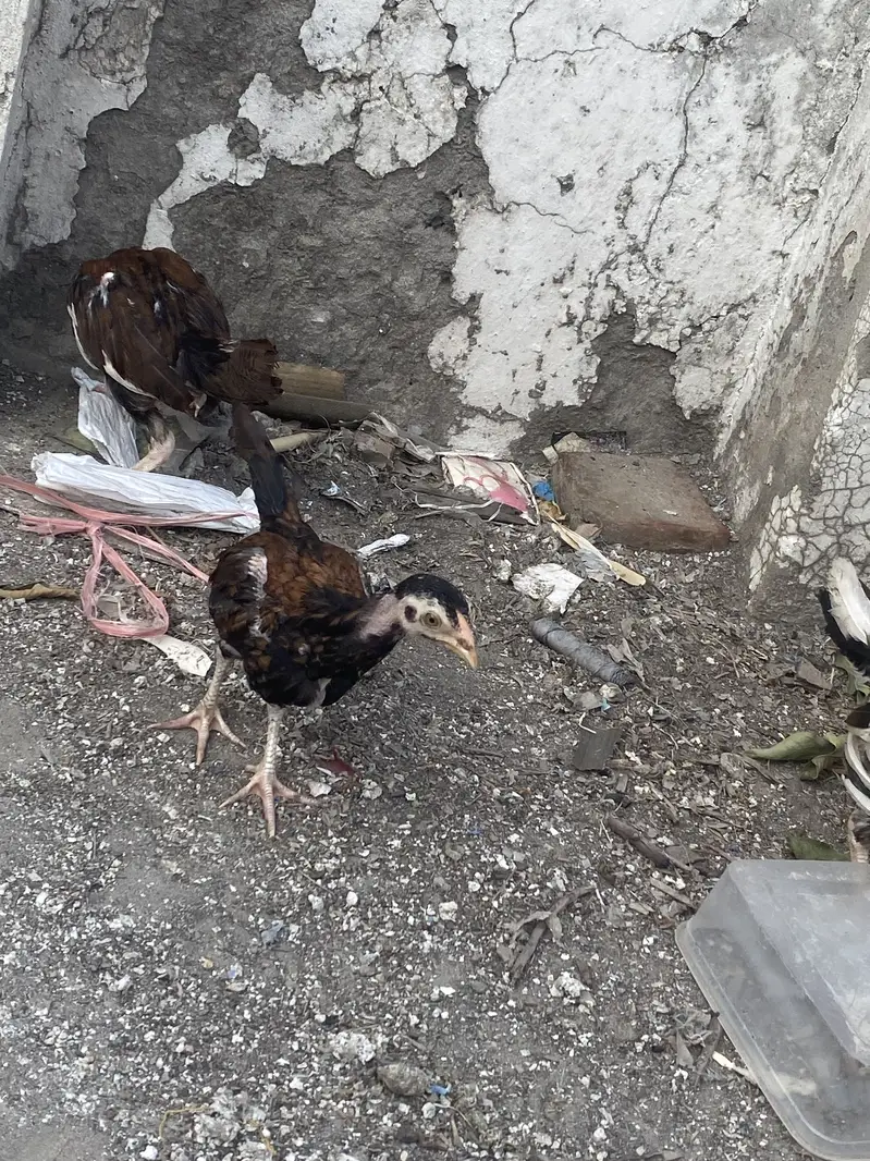 Barmi croos one male two female — photo 8