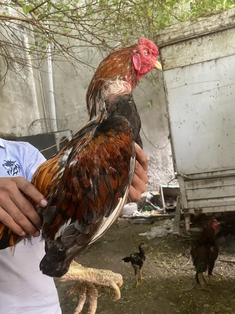 Barmi croos one male two female — photo 10