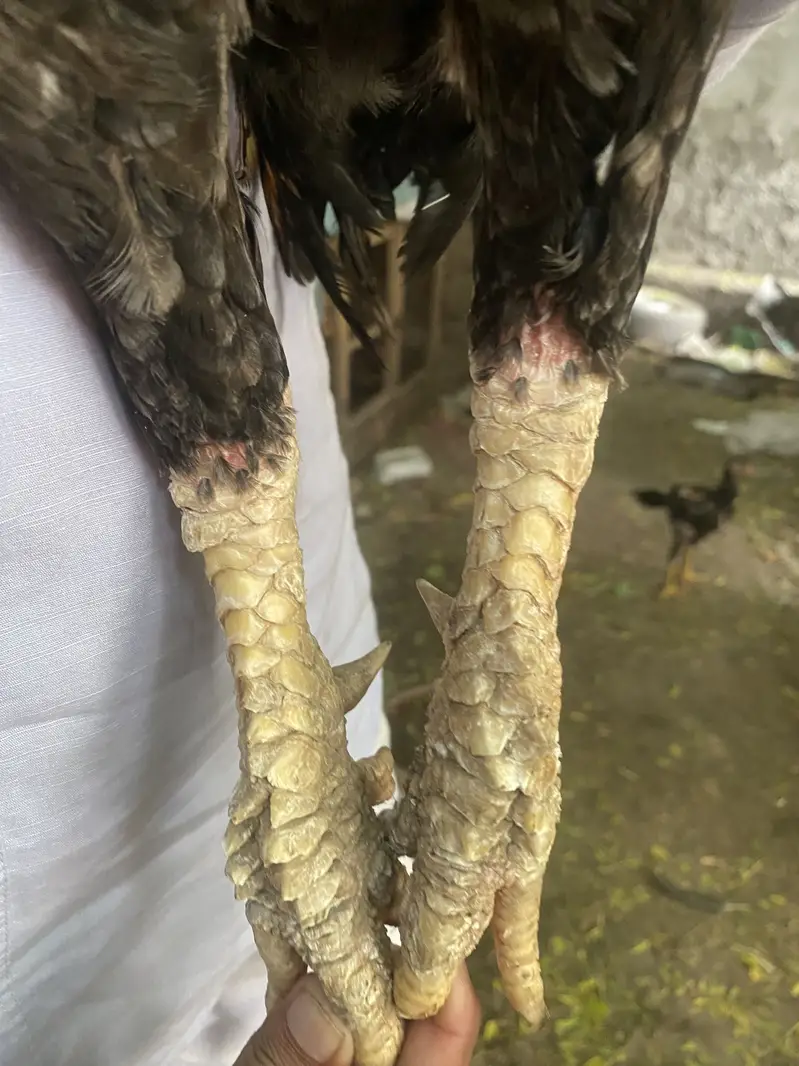 Barmi croos one male two female — photo 11