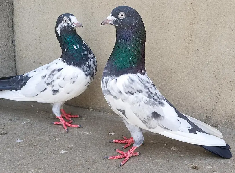 Teddy Pigeons — photo 2