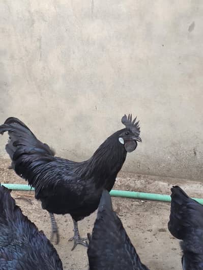 ayam cemani male for sale