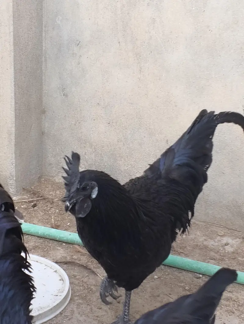 ayam cemani male for sale — photo 2