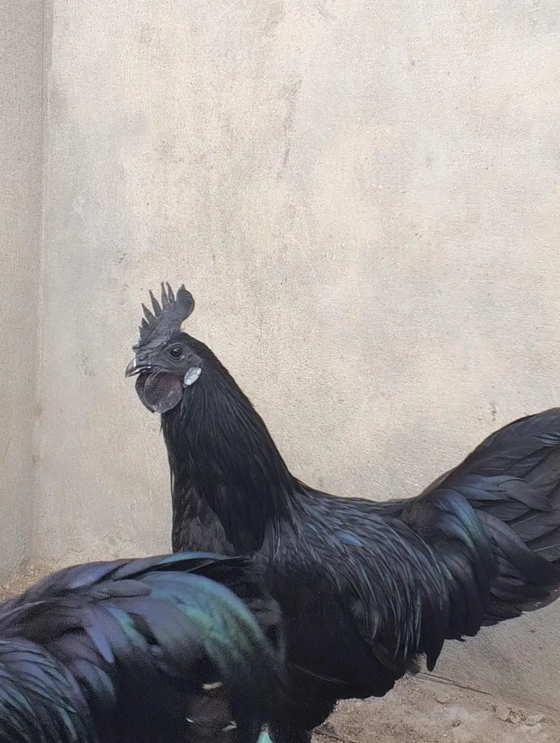 ayam cemani male for sale — photo 3