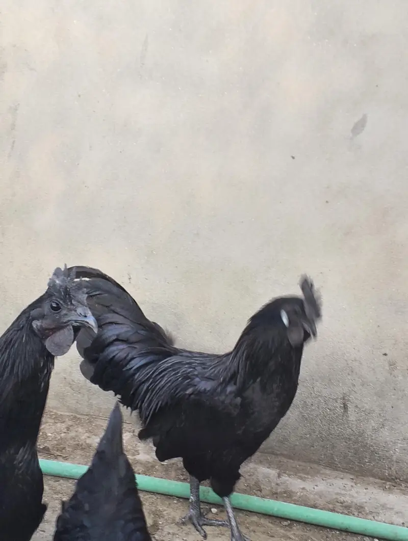 ayam cemani male for sale — photo 4