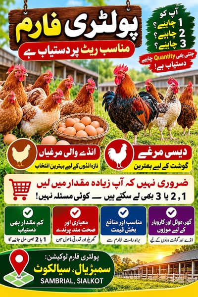 Desi Roosters and Egg Laying Hens Available at Good Prices