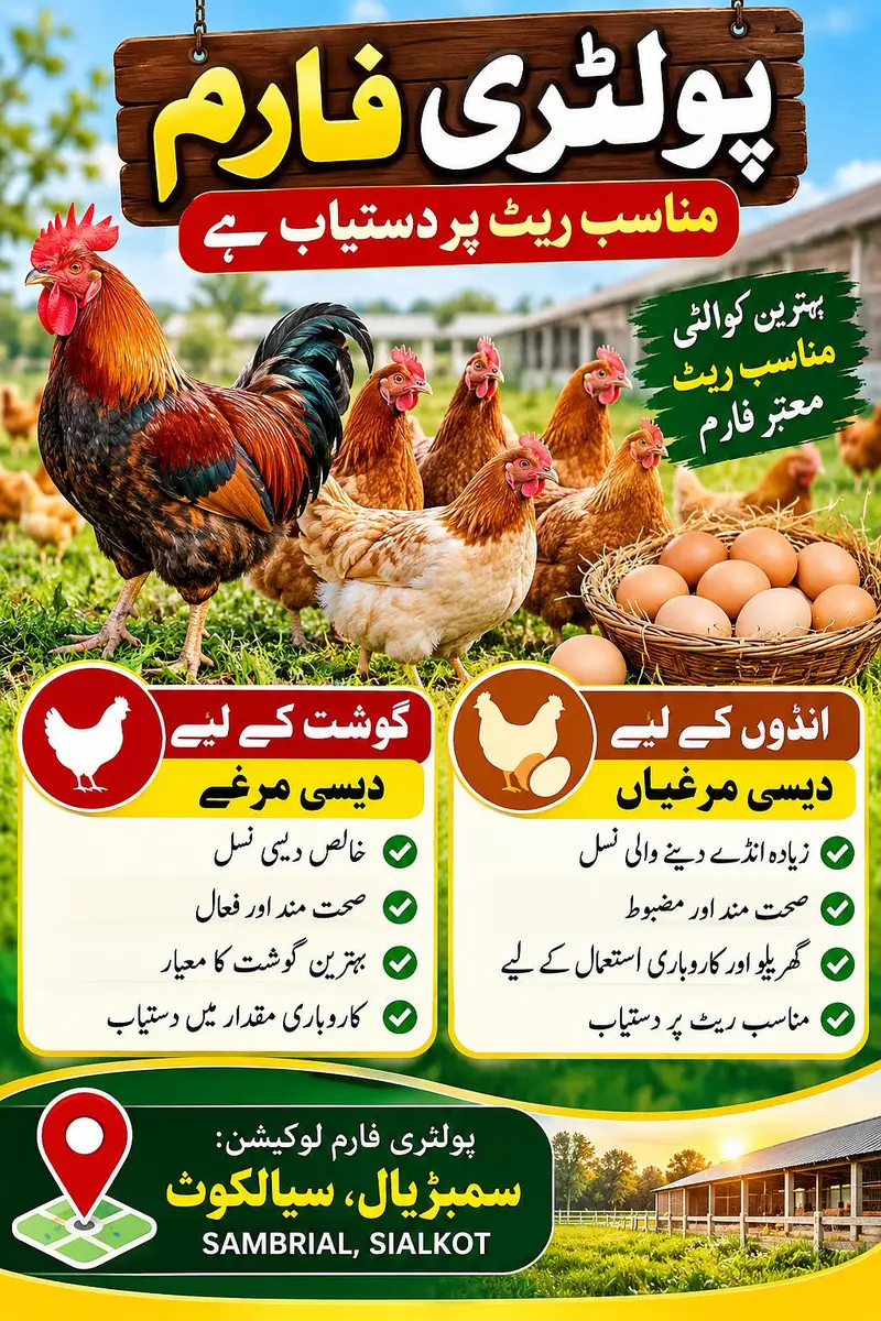 Desi Roosters and Egg Laying Hens Available at Good Prices — photo 2