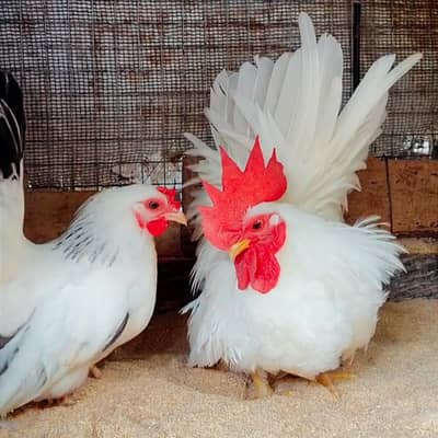 Japanese Bantam Fancy Hens For Sale