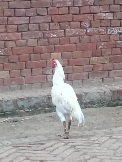 Paper White Hera Aseel